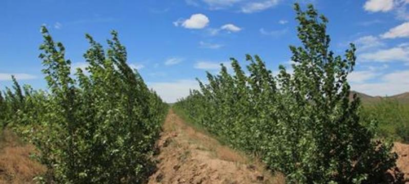Ойн зурвас байгуулах